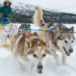 В ГОСТИ К ХАСКИ
