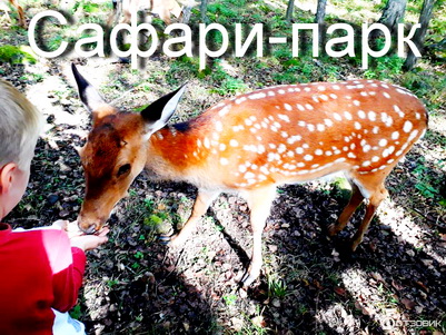 сафари-парк