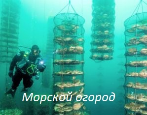 МОРЕФЕРМА НА о.РУССКОМ